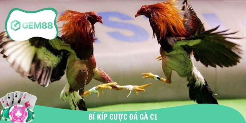 Tận dụng bí kíp thắng lớn từ các cao thủ đá gà