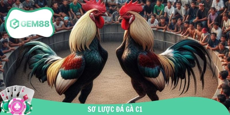 Vài nét về mô hình đá gà C1 hiện nay