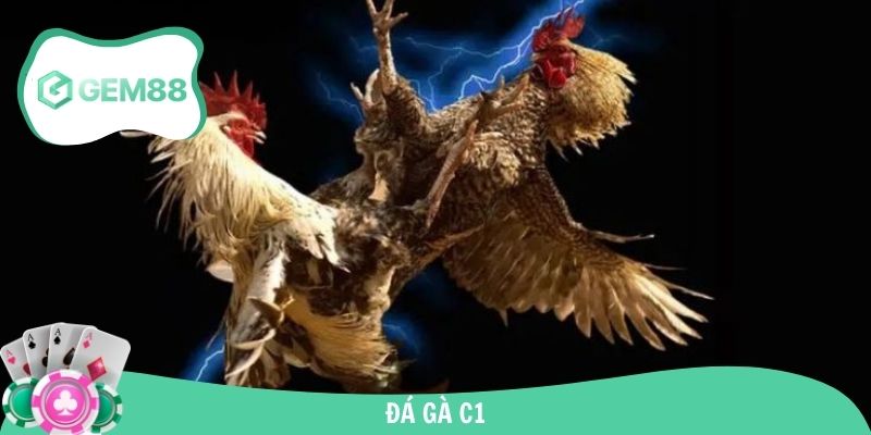 Đá Gà C1 Kịch Tính - Trải Nghiệm Đấu Trường Đỉnh Cao
