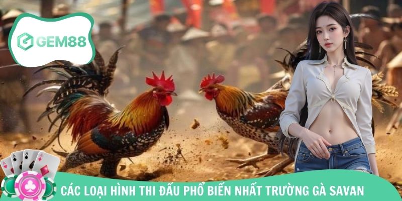 Các loại hình chọi kê tổ chức tại sới gà Savan 