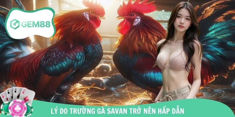 Ưu điểm thu hút của thánh địa đá gà quốc tế Savan